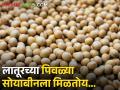 soybean market:लातूरच्या पिवळ्या सोयाबीनला मिळतोय असा बाजारभाव, उर्वरित ठिकाणी काय स्थिती? - Marathi News | | Latest agriculture News at Lokmat.com