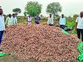 हळद शेतीने दिला शेतकऱ्यांना हात - Marathi News | Farmers give turmeric by farming | Latest amravati News at Lokmat.com