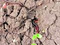 ‘मिलिपीड'मुळे शेतकरी त्रस्त - Marathi News | Millipedes plague farmers | Latest amravati News at Lokmat.com