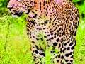 विद्यापीठात नर, मादी बिबट्यासह बछड्याचा वावर - Marathi News | In the university, the male and female leopard with a calf muscle | Latest amravati News at Lokmat.com