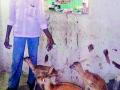 जखमी वन्यप्राण्यांसाठी लावले कुलर - Marathi News | Cooler for the injured wild animals | Latest amravati News at Lokmat.com