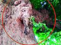 चिंचेच्या झाडावर गणपती बाप्पा विराजमान - Marathi News | Ganapati Bappa sits on a chinchilla tree | Latest amravati News at Lokmat.com