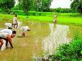मध्यवर्ती कारागृहात धान शेतीची खाचरं - Marathi News | Paddy cultivation in the Central Jail | Latest amravati News at Lokmat.com