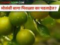माेसंबीच्या बागा नेमक्या कशामुळे पिवळ्या पडताहेत? जाणून घ्या... - Marathi News | What exactly causes mesambi gardens to turn yellow? Find out... | Latest agriculture News at Lokmat.com