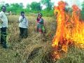 धानपीक जाळले - Marathi News | Burns of paddy | Latest bhandara News at Lokmat.com
