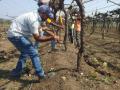 ब्राह्मणगावच्या शेतकऱ्याने तोडली द्राक्षबाग - Marathi News | The farmer of Brahmangaon broke the vineyard | Latest nashik News at Lokmat.com