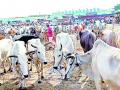 आडगावातील शेतकऱ्यांनी एकाच दिवशी विकल्या दहा बैलजोड्या - Marathi News |  Ten small bullocks sold by farmers in the same village sold on the same day | Latest jalgaon News at Lokmat.com