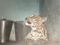 बिबट्याने मांडले घरात ठाण; गोंदिया जिल्ह्यातील घटना - Marathi News | Leopard entered in home ; Events in Gondia district | Latest gondia News at Lokmat.com