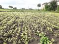 सोयाबीन पिक पिवळे पडल्याने उत्पादन घटण्याची शक्यता - Marathi News | Yield is likely to decline due to yellowing of soybean crop | Latest nashik News at Lokmat.com