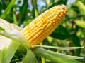 मका पेरणीपूर्वी बीजप्रक्रि या करावी - Marathi News | Seed treatment should be done before sowing maize | Latest nashik News at Lokmat.com