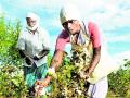 जिल्ह्यातील ३६ हजार कापूस उत्पादकांना दिलासा - Marathi News | Due to 36 thousand cotton growers in the district | Latest nashik News at Lokmat.com