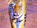 डोंगरहळदी शिवारात पट्टेदार वाघाचे वास्तव्य - Marathi News | Leader of the Tigers lives in the hill station | Latest chandrapur News at Lokmat.com