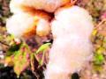 वरोरा तालुक्यात रंगीत कापूस - Marathi News | Colorful cotton in Warora taluka | Latest chandrapur News at Lokmat.com