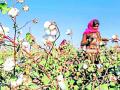 खासगी व्यापाऱ्यांनी पाडले कापसाचे भाव - Marathi News | Cotton prices fell by private traders | Latest chandrapur News at Lokmat.com