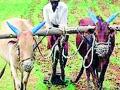 साडेचार हजार शेतकरी कर्जमाफीपासून वंचित - Marathi News | Four and a half thousand farmers are deprived of debt waiver | Latest chandrapur News at Lokmat.com