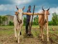 बैल झाले महाग, सुयोग्य जोड्या मिळणे अवघड - Marathi News | Bulls became expensive, difficult to find the right pair | Latest nashik News at Lokmat.com