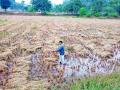 अवकाळी पावसाचा कापणी झालेल्या धानाला फटका - Marathi News | Untimely rains hit harvested grain | Latest gadchiroli News at Lokmat.com