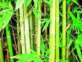 बांबू लागवड करून उत्पन्न वाढवा - Marathi News | Increase yield by planting bamboo | Latest gadchiroli News at Lokmat.com