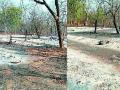 साडेतीन लाखांचे बिट जळून खाक - Marathi News | Bits of three and a half bits burned | Latest gadchiroli News at Lokmat.com