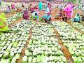 तेंदू संकलनासाठी पुन्हा वन विभागालाच पसंती - Marathi News | Forest department is preferred only for the collection of tendu | Latest gadchiroli News at Lokmat.com