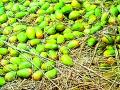 बाजारपेठेत संकरित आंब्यांचाच बाेलबाला, गावठी झाले गायब - Marathi News | In the market, only a handful of hybrid mangoes have disappeared | Latest gadchiroli News at Lokmat.com