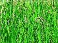 २०,७६५ शेतकऱ्यांनीच काढला पीक विमा - Marathi News | 20,765 farmers opted for crop insurance | Latest gadchiroli News at Lokmat.com