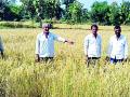 दुष्काळात पिकविली धानाची शेती - Marathi News | The cultivation of rice in the drought season | Latest gondia News at Lokmat.com