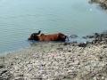 चार जनावरे तलावाच्या गाळात फसल्याने खळबळ - Marathi News | The excitement caused by four animals caught in a lake pavement | Latest jalana News at Lokmat.com