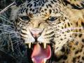 वन विभागाच्या हातावर तुरी देऊन बिबट्या शेतात पसार ! - Marathi News | Forest department could not trap leopard | Latest jalana News at Lokmat.com