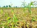 अतिवृष्टीमुळे दहा हजार हेक्टरवरील पिकांचे नुकसान - Marathi News | Damage to crops on ten thousand hectares due to heavy rains | Latest buldhana News at Lokmat.com