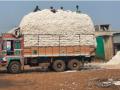 कापूस खरेदीवर ओपन मार्केटचा वार तरीही सीसीआय दोन लाखांच्या पार - Marathi News | Despite the open market attack on cotton procurement, CCI has crossed Rs 2 lakh | Latest nandurbar News at Lokmat.com
