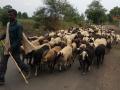 कोरोनामुळे मेंढपाळ संकटात - Marathi News | Shepherds in distress because of the corona | Latest nandurbar News at Lokmat.com