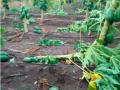 अधिकारी म्हणे नाही पडली गार पण नुकसानीने शेतकरी मात्र बेजार - Marathi News | Officials said it was not cold but the farmers were upset with the loss | Latest nandurbar News at Lokmat.com