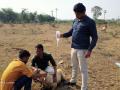 केमिकलमिश्रित पाणी पिल्याने सोनेवाडीत ८ मेंढ्यांचा मृत्यू - Marathi News | 8 sheep die in Sonewadi after drinking chemical mixed water | Latest nashik News at Lokmat.com