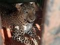 दारणासांगवी येथे बिबट्या जेरबंद - Marathi News |  Leopard confiscated at Darnasangvi | Latest nashik News at Lokmat.com