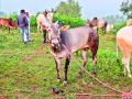 बैलाच्या हौसेसाठी मोजले तब्बल साडेसोळा लाख रुपये - Marathi News | The 16.50 lakh ammount paid for ox love | Latest pune News at Lokmat.com