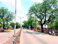 वर्धा-सेवाग्राम मार्गावरील ती वृक्ष 55 ते 60 वर्ष वयाची - Marathi News | The tree on the Wardha-Sevagram road is 55 to 60 years old | Latest vardha News at Lokmat.com