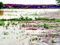 ढिगाऱ्यांमुळे पिकांचे नुकसान - Marathi News | Crop damage due to debris | Latest yavatmal News at Lokmat.com