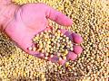 सोयाबीन वितरकांना ‘गोल्ड’ची भुरळ - Marathi News | Soybean distributors are attracted to 'Gold' | Latest yavatmal News at Lokmat.com