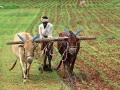 मक्याला तूर्त जीवदान; खरिपाच्या आशा पल्लवित - Marathi News |  Livelihood for maize; The hope of the Lord is shining | Latest nashik News at Lokmat.com