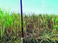 लखमापूरला पाच एकर ऊस खाक - Marathi News |  Five acres of sugarcane in Lakhmapur | Latest nashik News at Lokmat.com