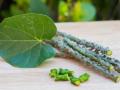 कोरोनाच्या प्रतिबंधासाठी गुळवेल नियमित घेताय?  मग 'हे' आधी वाचा.. - Marathi News | Do you take Gulvel regularly for corona prevention? Then read this first .. | Latest nagpur News at Lokmat.com