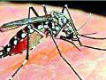 नांदगाव तालुक्यात डेंग्यूचे चार रुग्ण - Marathi News | Four patients of dengue in Nandgaon taluka | Latest amravati News at Lokmat.com