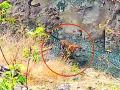 लिंगा, करवार परिसरात वाघाचे दर्शन - Marathi News | Visiting the tiger in Linga, Karwar area | Latest amravati News at Lokmat.com