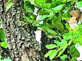 शाश्वत स्कूलमध्ये उलगडला ५० दुर्मीळ वनौषधींचा खजिना - Marathi News | 50 rare herbal treasures unveiled in sustainable school | Latest amravati News at Lokmat.com