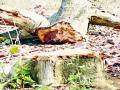 मौल्यवान वृक्षांची खुलेआम कत्तल - Marathi News | Open slaughter of precious trees | Latest bhandara News at Lokmat.com