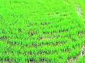 आवत्यासह अन्य बियाण्यांची तीन हजार हेक्टर क्षेत्रात पेरणी - Marathi News | Sowing of other seeds including avatya in an area of three thousand hectares | Latest bhandara News at Lokmat.com