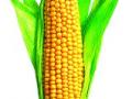 मका खरेदी बंद झाल्याने शेतकऱ्यांची निदर्शने - Marathi News | Farmers protest over maize purchase | Latest nashik News at Lokmat.com