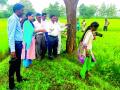 धान संशोधन क्षेत्रात आता एका महिलेने टाकले पाऊल - Marathi News | Now a woman has stepped in the field of paddy research | Latest chandrapur News at Lokmat.com