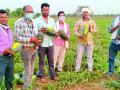 नदीपात्रातील टरबूज पिकविले शेतीच्या बांधावर - Marathi News | Watermelon ripened in the river basin on the farm dam | Latest chandrapur News at Lokmat.com